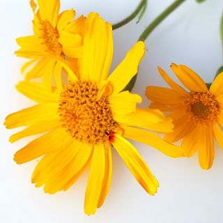 Arnica Montana kivonat