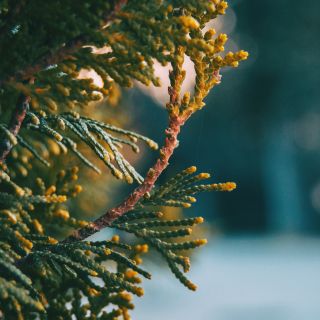 Cupressus Sempervirens
